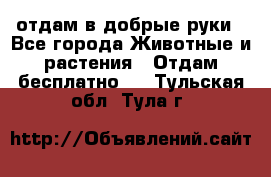 отдам в добрые руки - Все города Животные и растения » Отдам бесплатно   . Тульская обл.,Тула г.